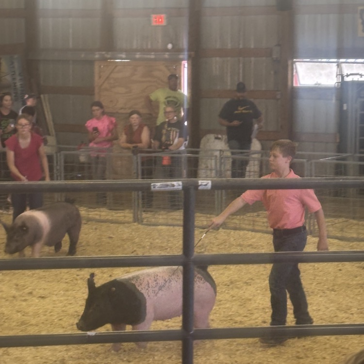 pig