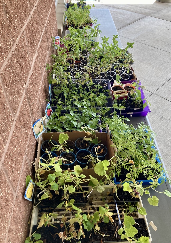 plants