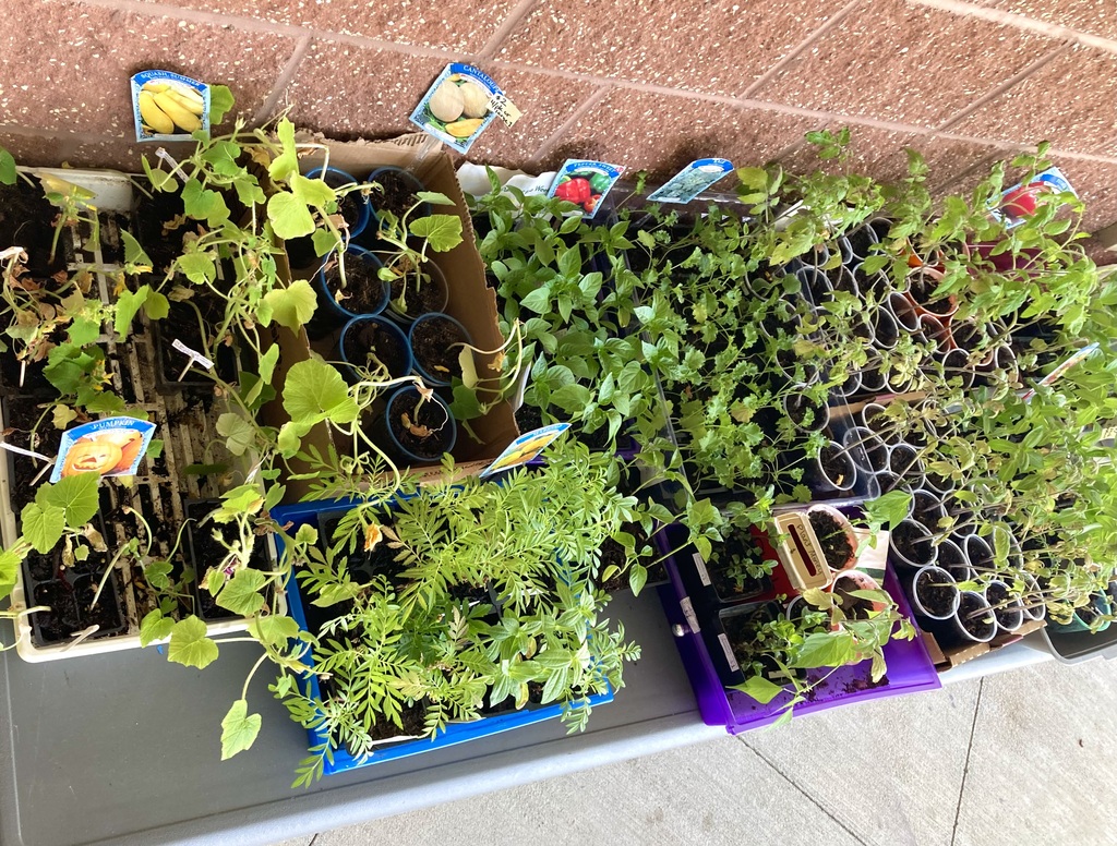 plants