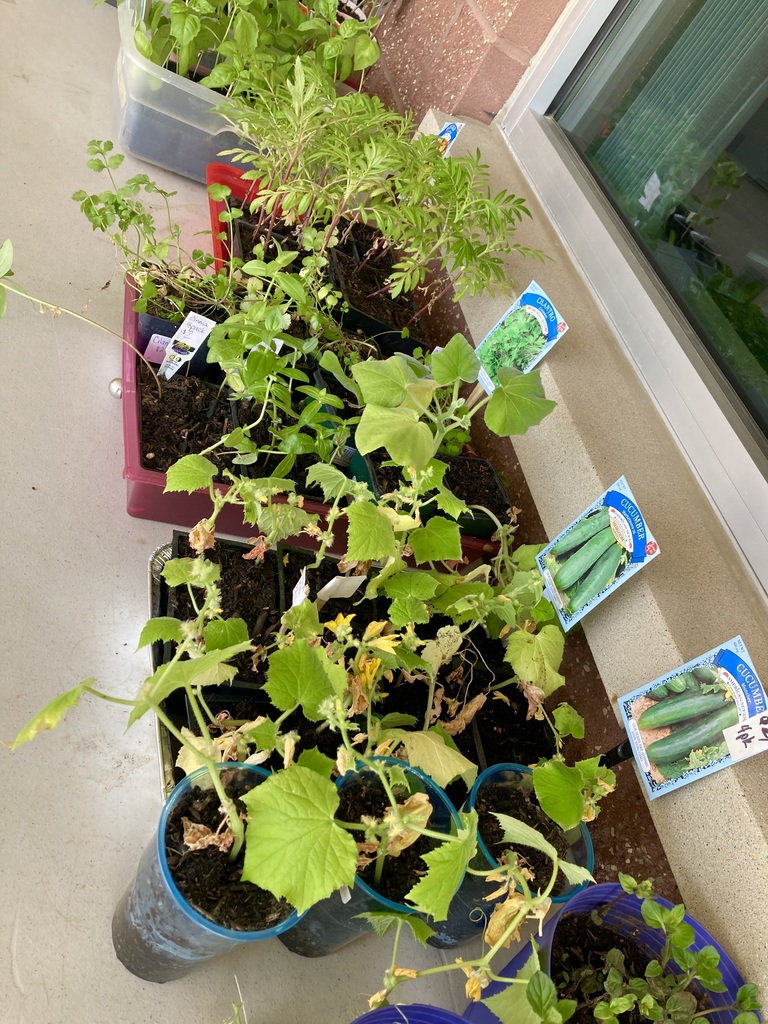 plants