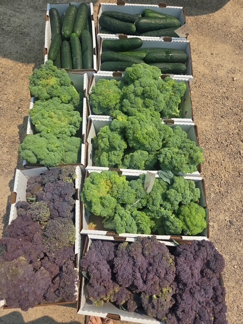 Local produce for Meals to Go program