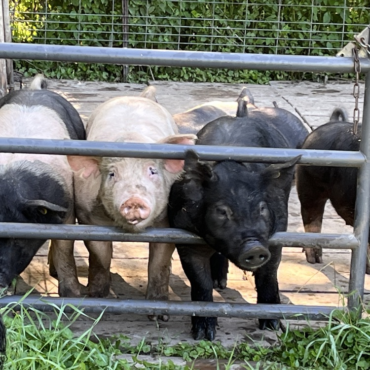 Fair Pigs