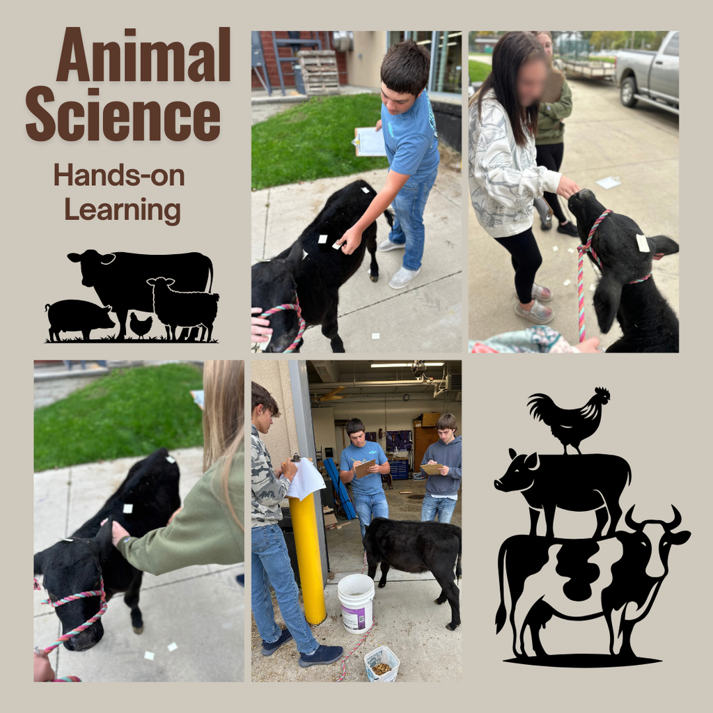 students interacting with a calf