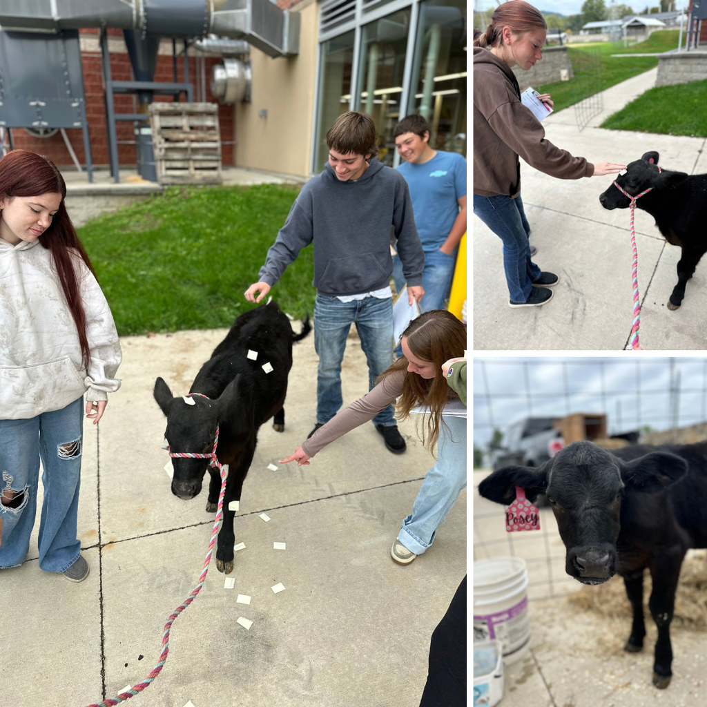 students interacting with a calf