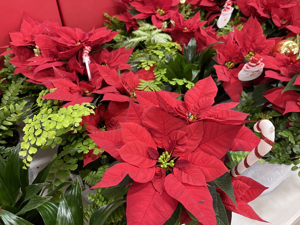 poinsettias