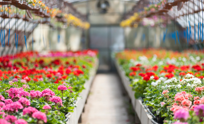 Greenhouse flowers