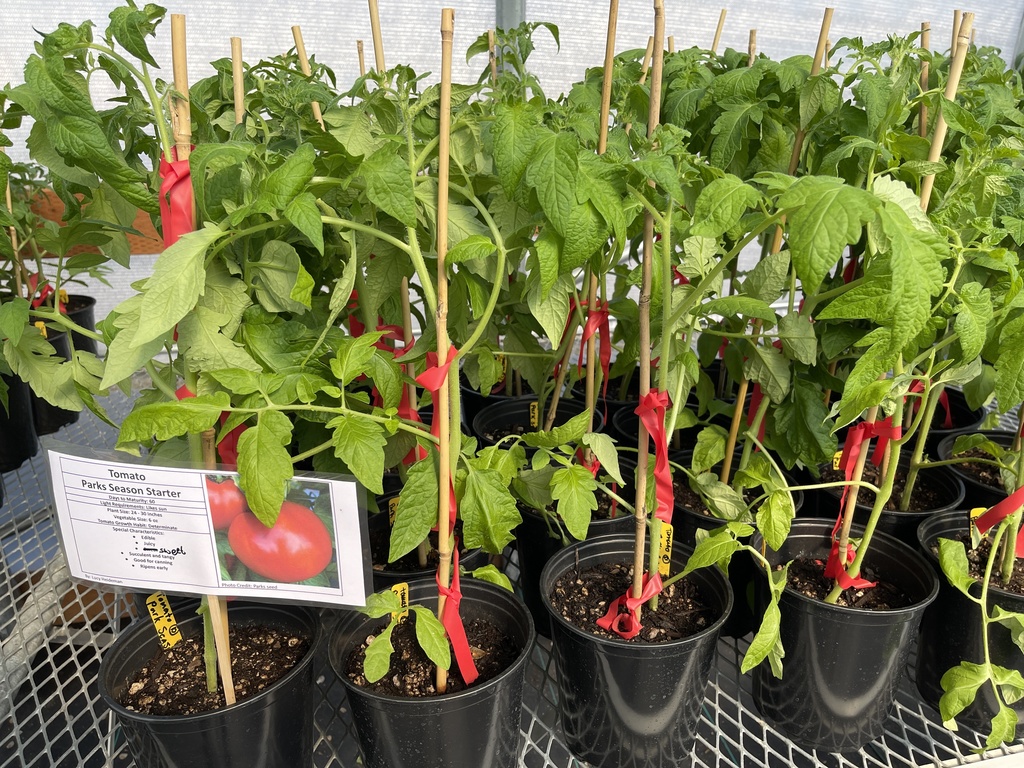 photo of tomoatos for sale at the LMS plant sale