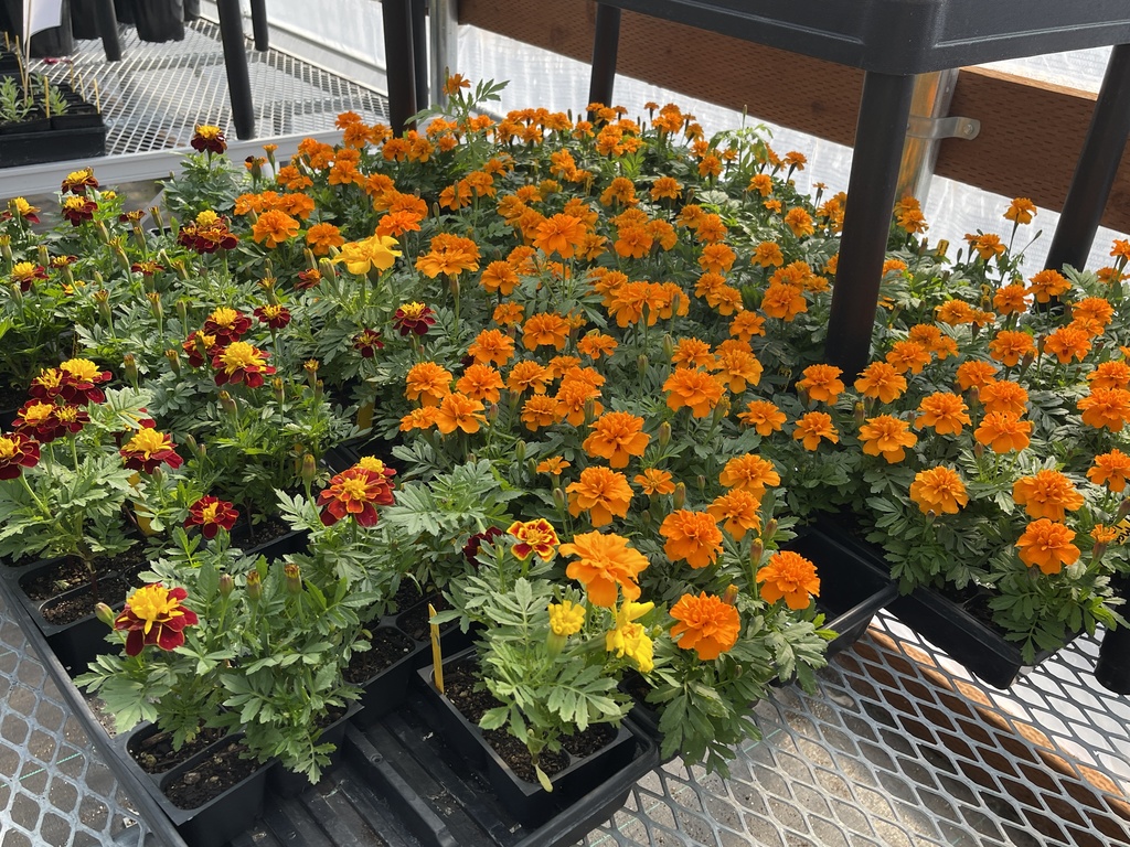 photo of marigolds for sale at the LMS plantsale
