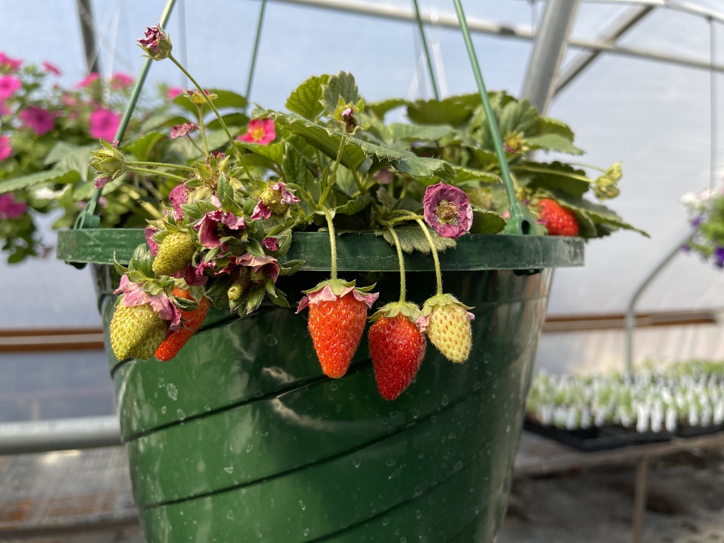 photo of hanging strawberry plants for sale by LHS FFA