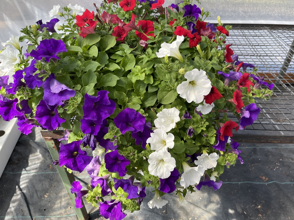 photo of a hanging  petunia plant for sale by FFA