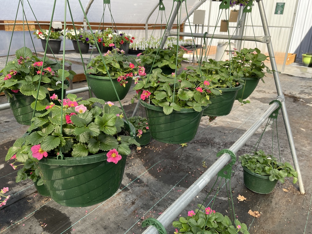 photo of hanging plants for sale by lhs FFA