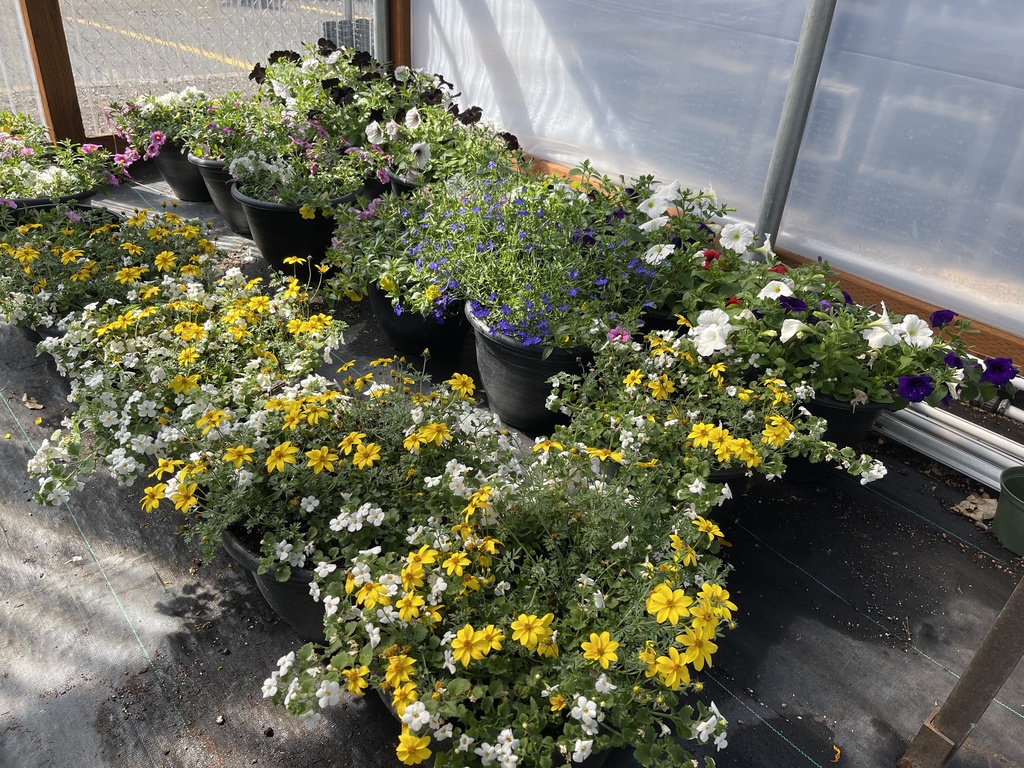 photo of a variety of flowers for sale by lhs FFA