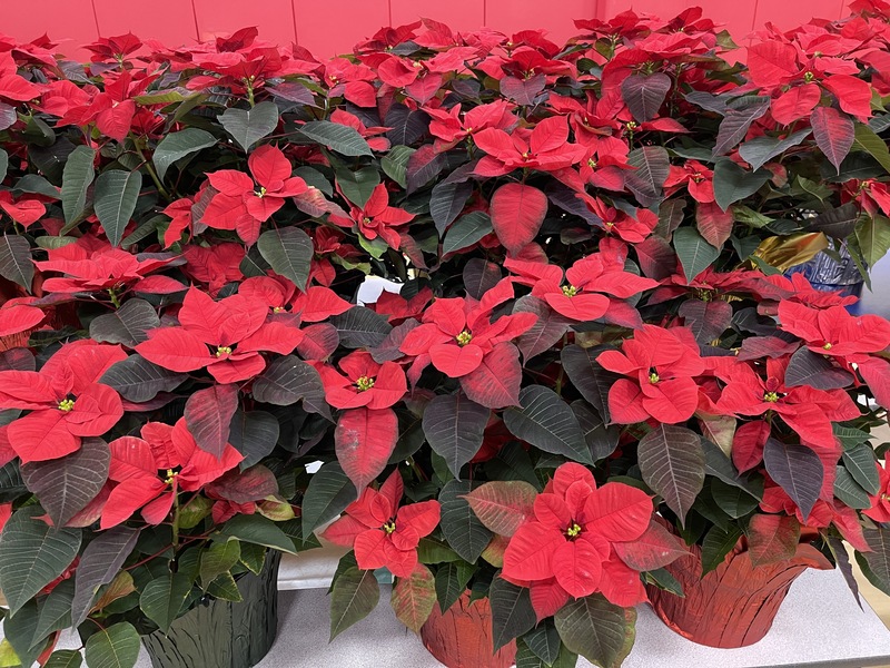poinsettias