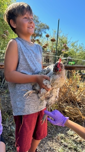 chicken with student 