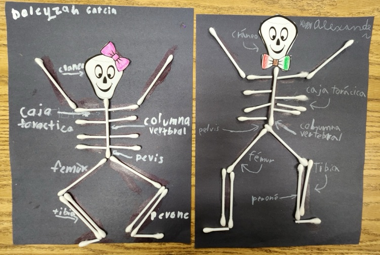 skeleton activity 