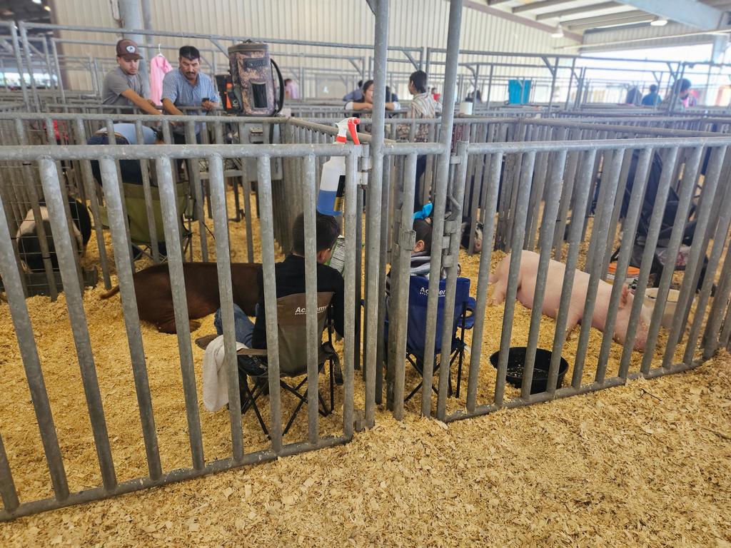 Piper Won Citrus Valley District reserve breed champion