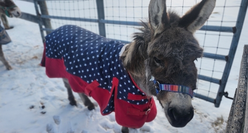 Donkey stands in corral.