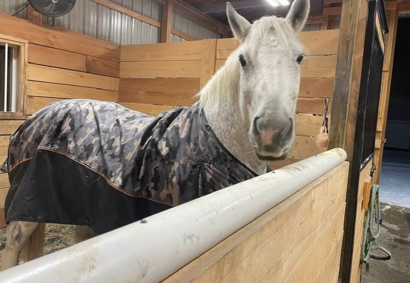 Horse stands in stable.