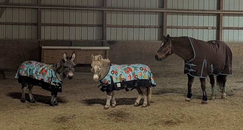 Two donkeys and horse stand for a photo at Wisdom Farms.