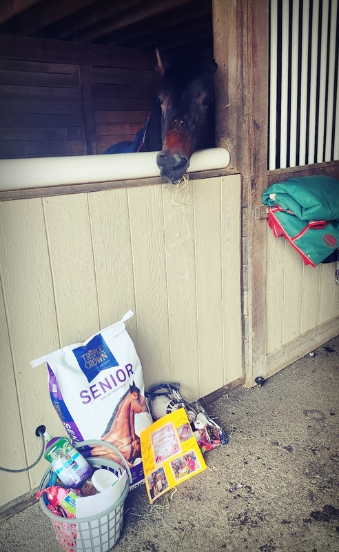 Horse stands next to donated items from LMS.
