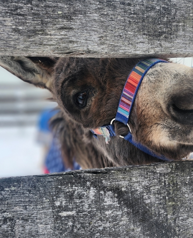 Donkey looks through hole in fence.
