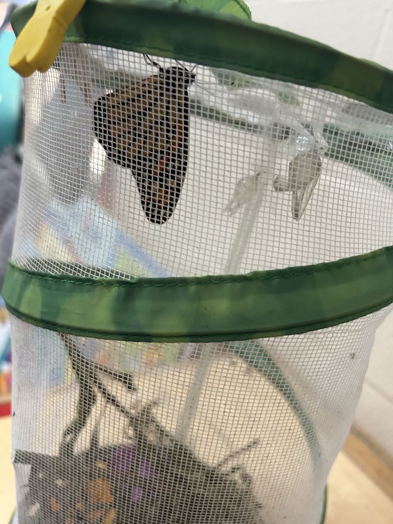 Butterfly in enclosure