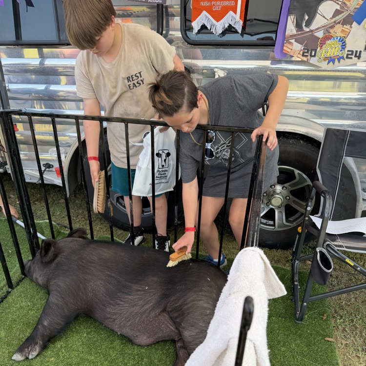 Students had the chance to brush and pet the Umatilla High School FFA pigs.