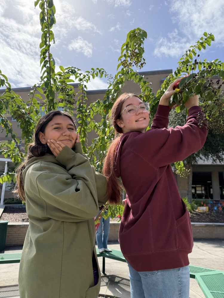 Two students outside, one holding a branch of fruit, the other holding her mouth and looking at the fruit.