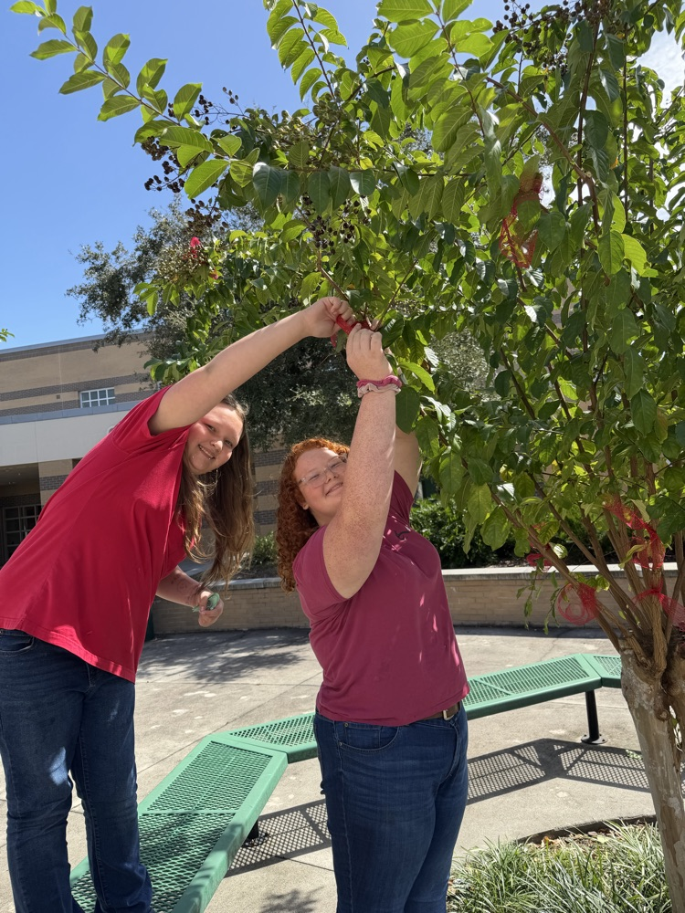 Two women reach for the branches of a small tree, one wearing a red shirt and the other a purple shirt.