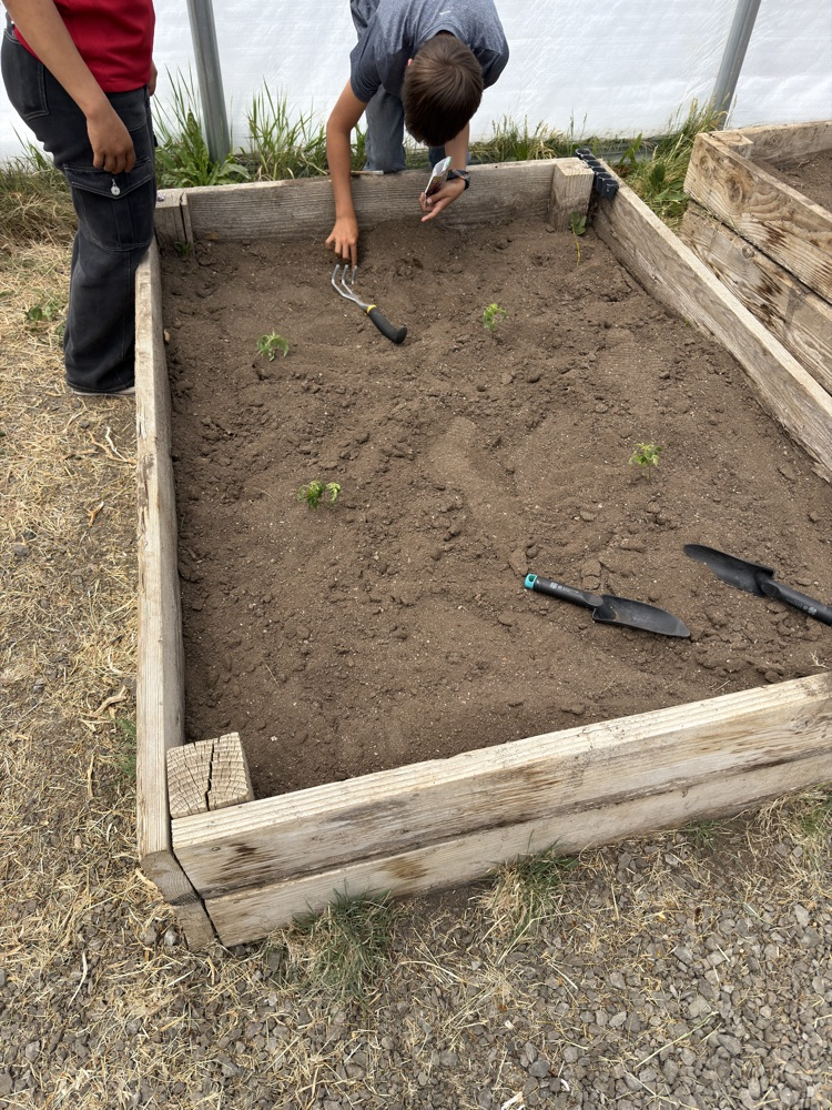 planting tomatoes 