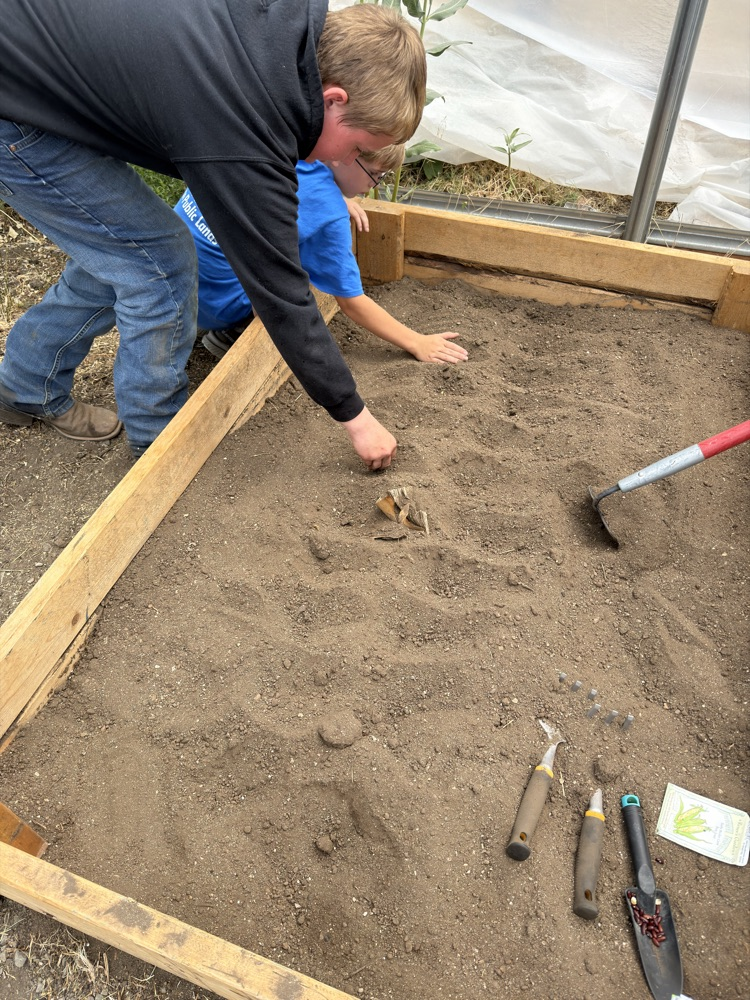 planting corn