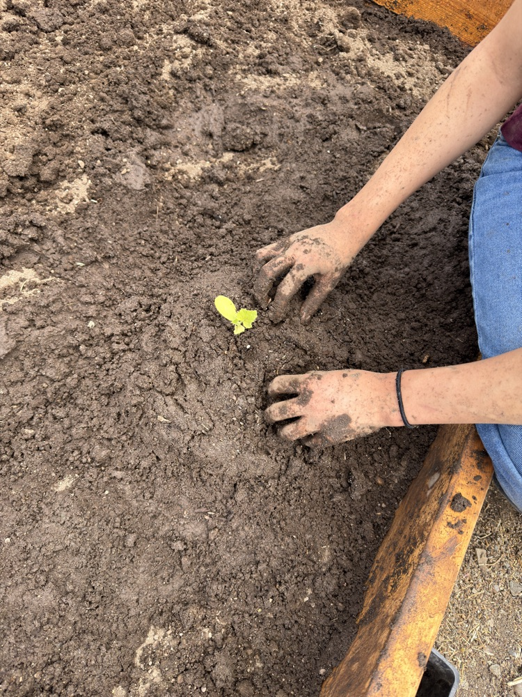 planting cantaloupe 