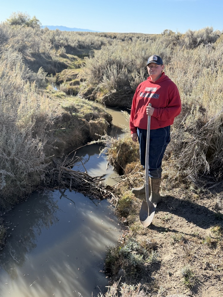 beaver dam
