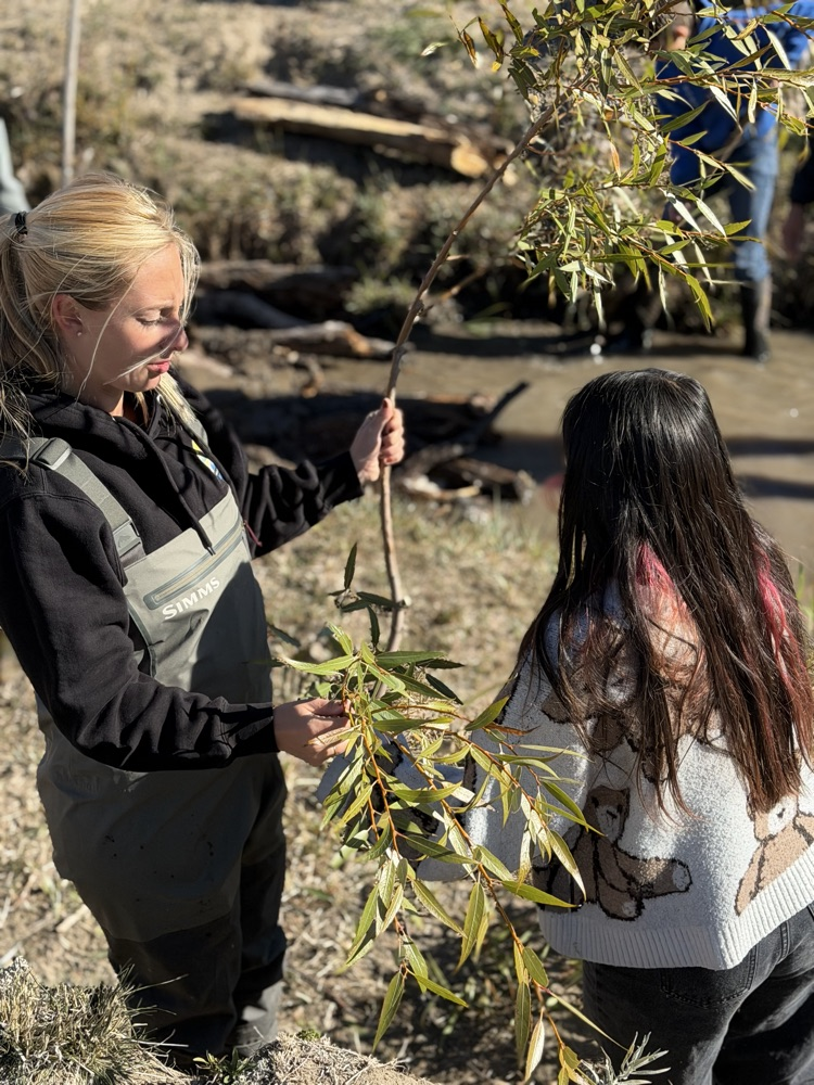 cutting willows 