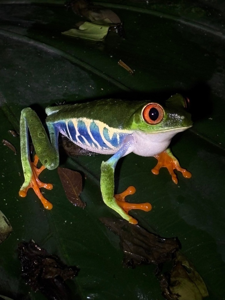 a green frog on a leaf.