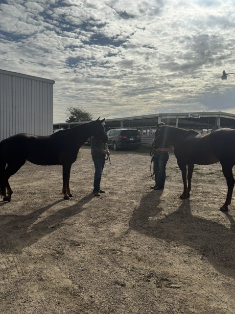 Two horses standing and facing each other.