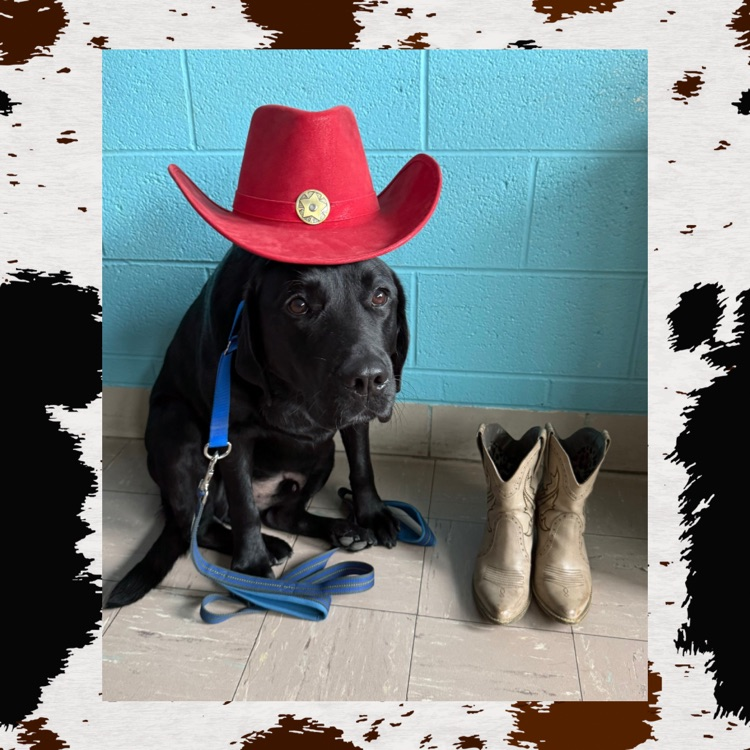 dog in a cowboy hat