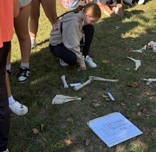 students looking at wildlife bones