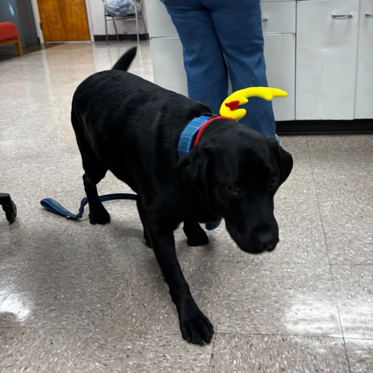 black lab wearing an antler 