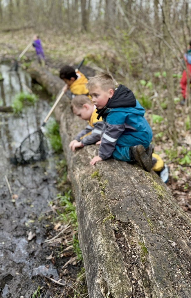 kids frog hunting in the woods