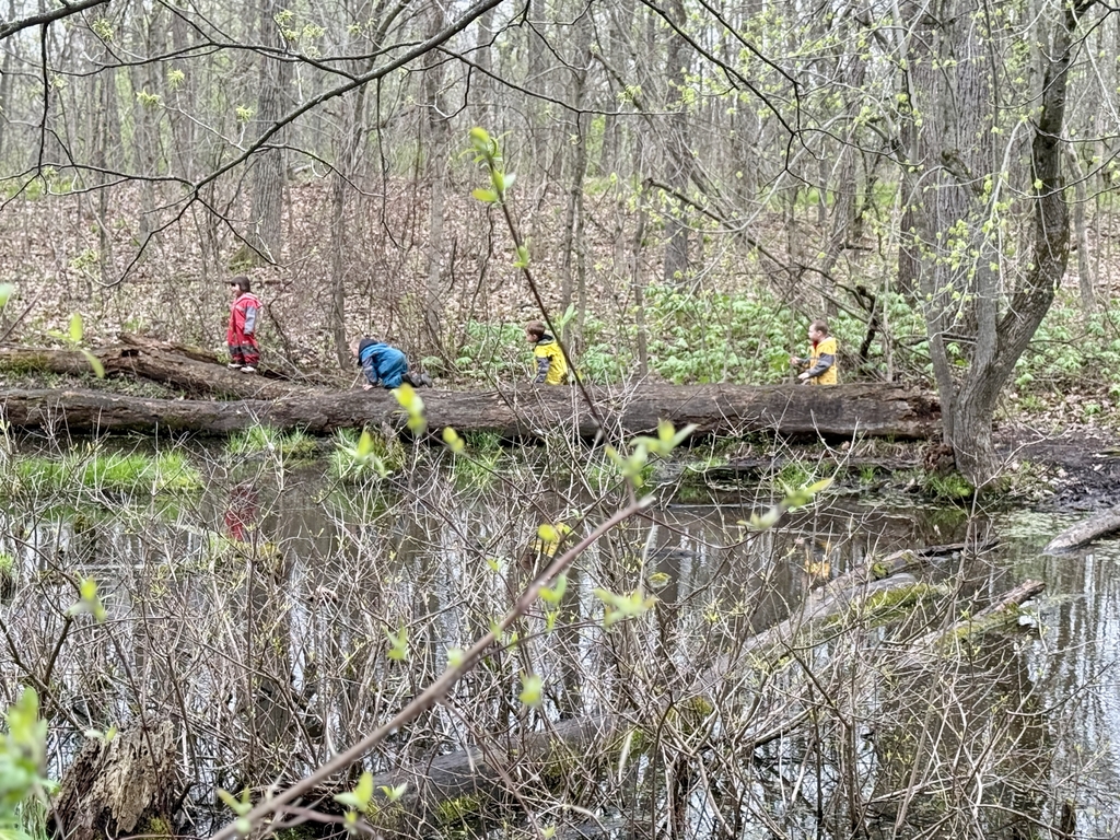 kids frog hunting in the woods