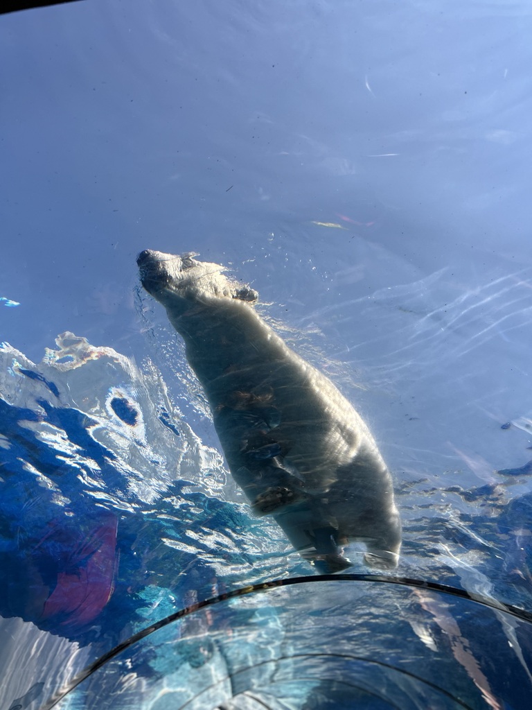 picture of a polar bear