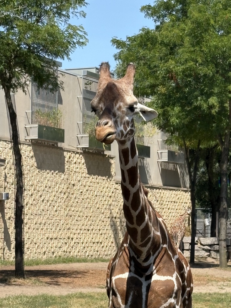 picture of a giraffe