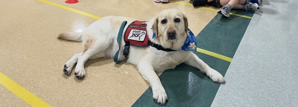 yellow lab in a service dog vest