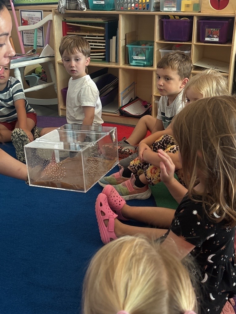 children sitting on a rug looking at a frog in a clear box