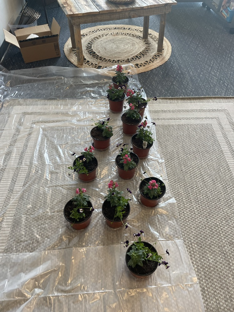 Flowers