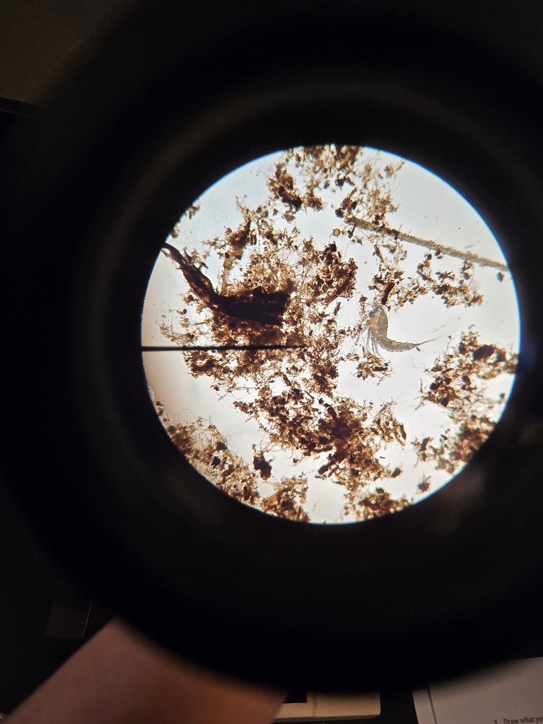 Gammarus in microscope slide