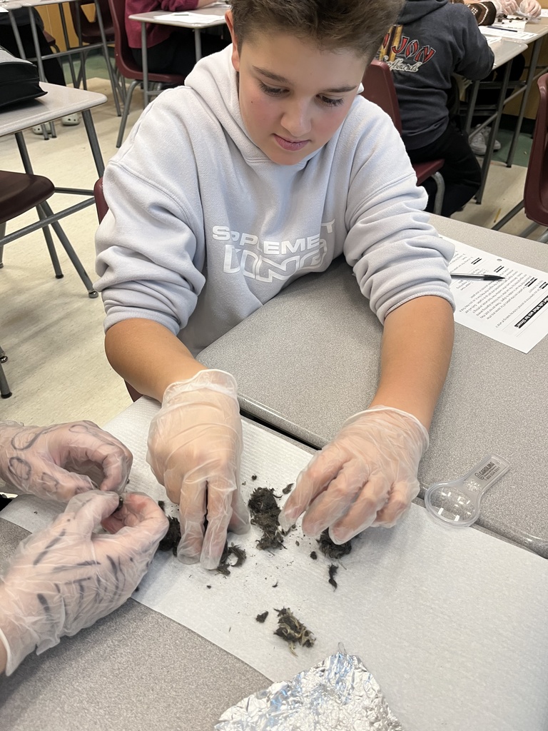 Dissecting Owl Pellets