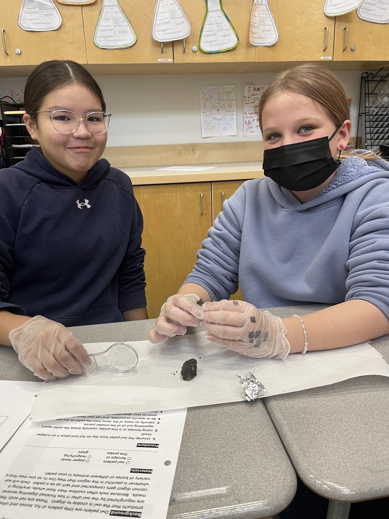 Dissecting Owl Pellets