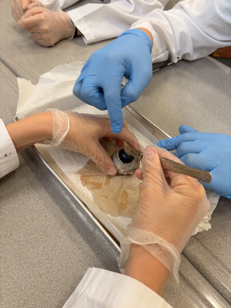 Dissecting Cow Eyes
